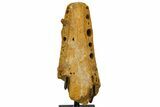 Crocodilian Upper Jaw (Skull) Section - Kem Kem Beds, Morocco #145800-2